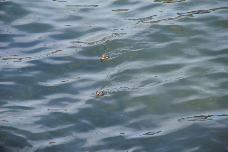 slideshow